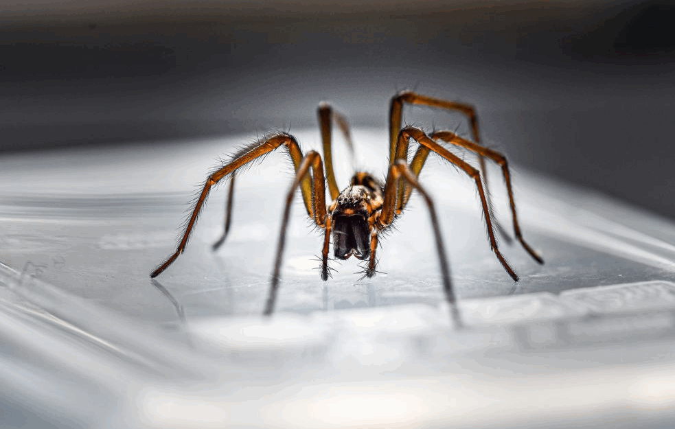 OVAJ POPULARNI ZAČIN PAUCI MRZE: Šest trikova kako da zauvek oterate paukove iz kuće