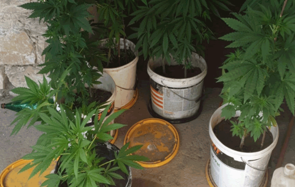 ČETIRI OSOBE UHAPŠENE U AKCIJI POLICIJE, BIA I UKP: Pronađena laboratorija za uzgoj MARIHUANA!

