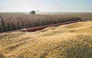 Lošija produktna berza za kraj maja: Kukuruz jeftiniji, a pšenica i soja skuplji