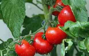 Kako da razlikujete domaći paradajz od onog iz plastenika?
