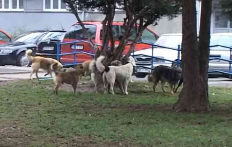 PAS IZUJEDAO ŽENU NA VIDIKOVCU: Došla u kiosk na posao, ujeo je za nogu