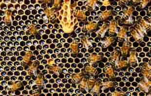 Čak i pčelama u Gazi preti izumiranje