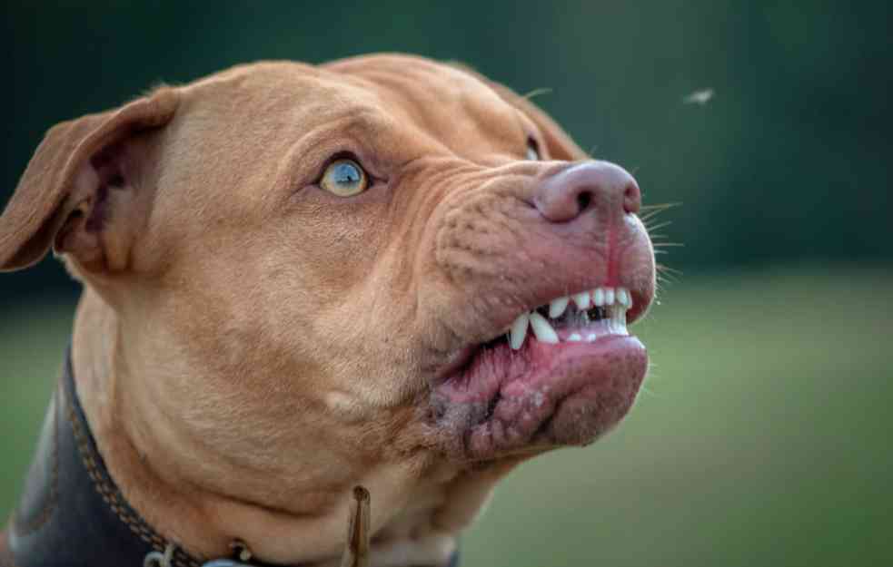 UŽAS U NOVOM SADU! PITBUL UBIO ČOVEKA (56): Vlasnik psa stradao na mestu!