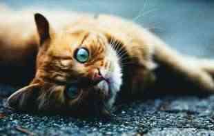 Zašto mace imaju uspravne zenice – deset činjenica o mačjim očima
