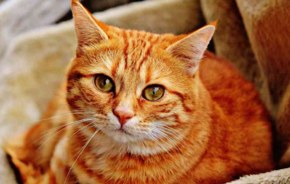 PET STVARI KOJE MORATE ZNATI O NARANDŽASTIM MAČKAMA: Iako deluju ISTO, zapravo postoji FASCINANTNA razlika među njima