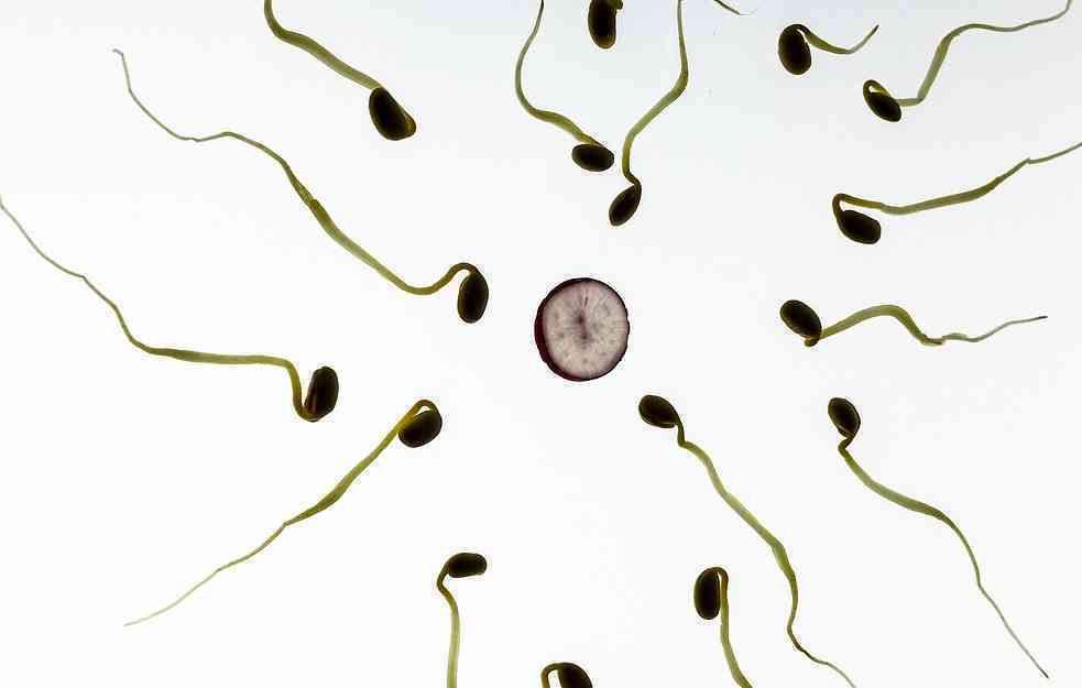 Naučnici otkrili vezu između kvaliteta spermatozoida i gojaznosti