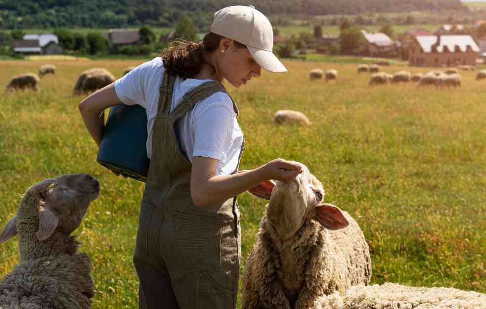 Niko neće da čuva ovce za 2.000 evra: Izumire posao pastira i kao i sela