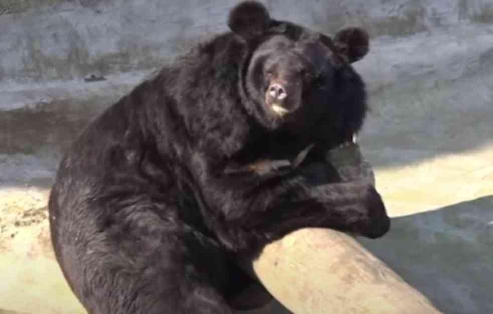 UPOZORENJE U JAPANU: Medved napao policajce i usmrtio jednog čoveka