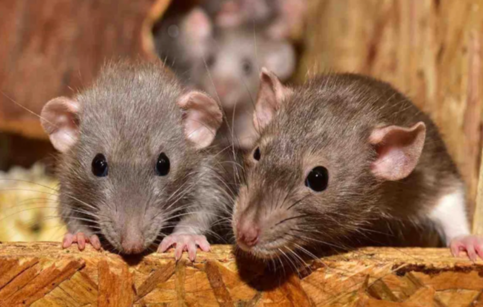 Pacovi plivaju u Miljacki u centru Sarajeva: „Pored leptospiroze očekuje nas i hantavirus“