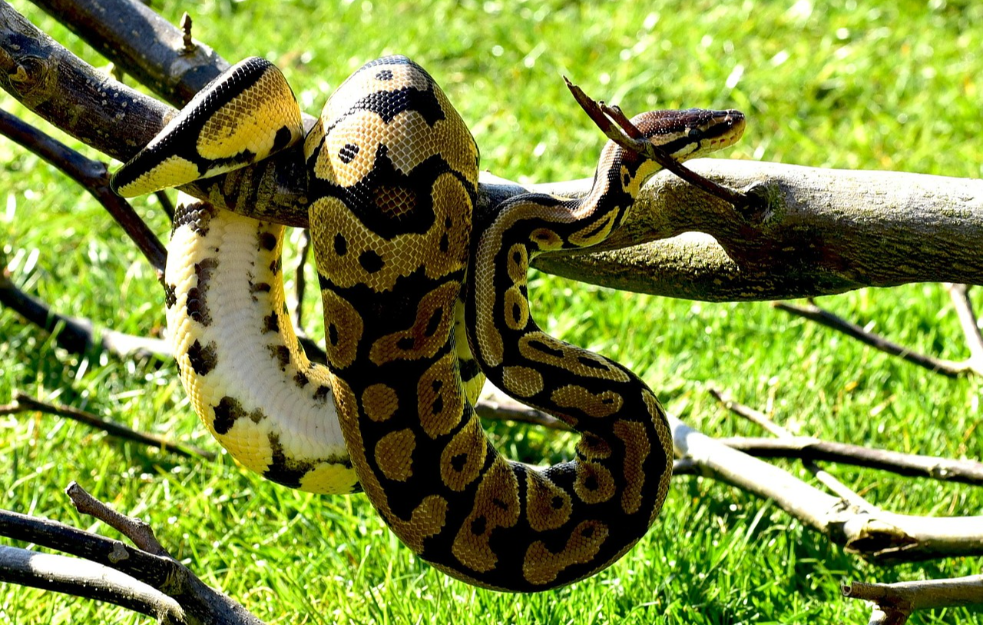  U parku naišao na pitona i poneo ga kući!