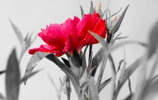 Građani Srbije veći optimisti od Šveđana, Španaca i Francuza