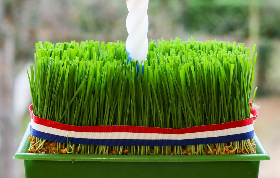 Posadite božićnu pšenicu  na Svetu Varvaru: Simbol života koji donosi sreću, mir i blagostanje u vaš dom