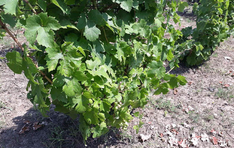 DOBRE VESTI ZA VINARE :<span style='color:red;'><b>Srpska vina</b></span> biće plasirana na Kineskom tržištu, ugovor vredan 880 hiljada evra
