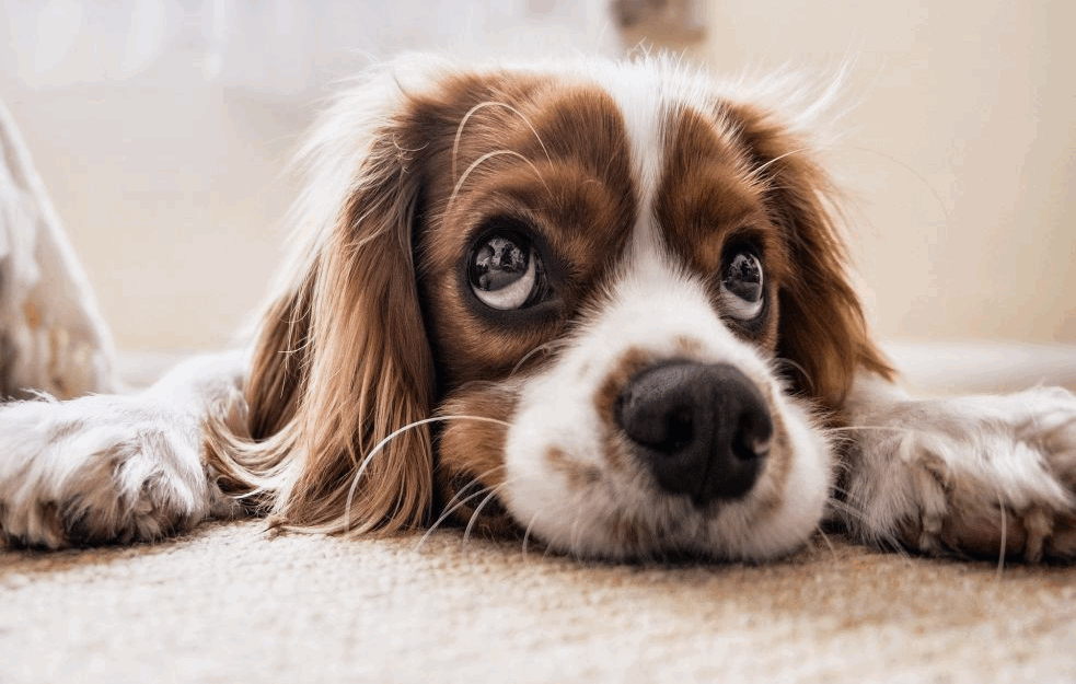 Veterinar otkriva gde treba pas da spava