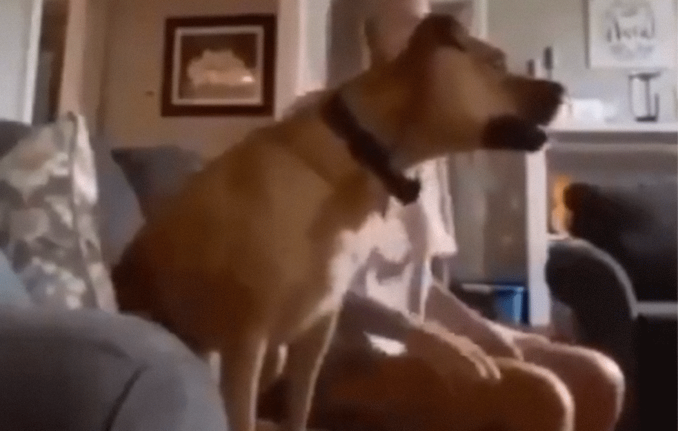 NAJVATRENIJI NAVIJAČ 'VUF JUNAJTEDA': Pas koji fudbal prati dramatičnije od svakog <span style='color:red;'><b>fanatik</b></span>a kog poznajete (VIDEO)