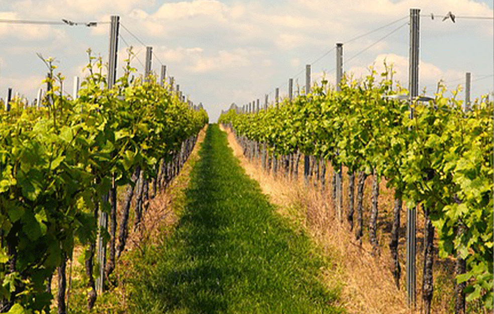 Uništavaju milione čokota vinove loze: Ni manje ni više već viška dve milijarde litara vina