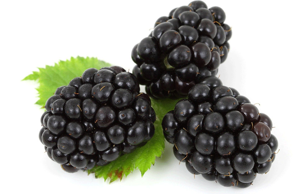 OREZIVANJE ODMAH NAKON BERBE: <span style='color:red;'><b>Kupina</b></span> u oktobru - Kako odstraniti 