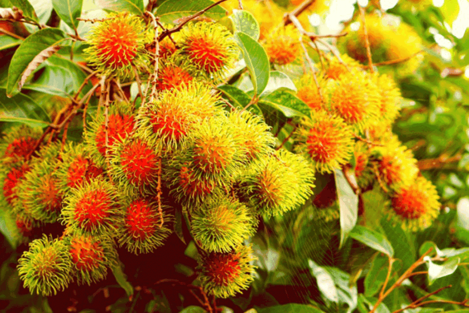 Rambutan Jestivo i Dekorativno <span style='color:red;'><b>Egzotično Voće</b></span>