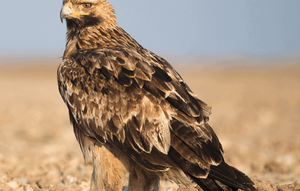 ZAŠTIĆENA ZAKONOM: Otkrivena nova gnezda orla krstaša, najređe ptice u Srbiji