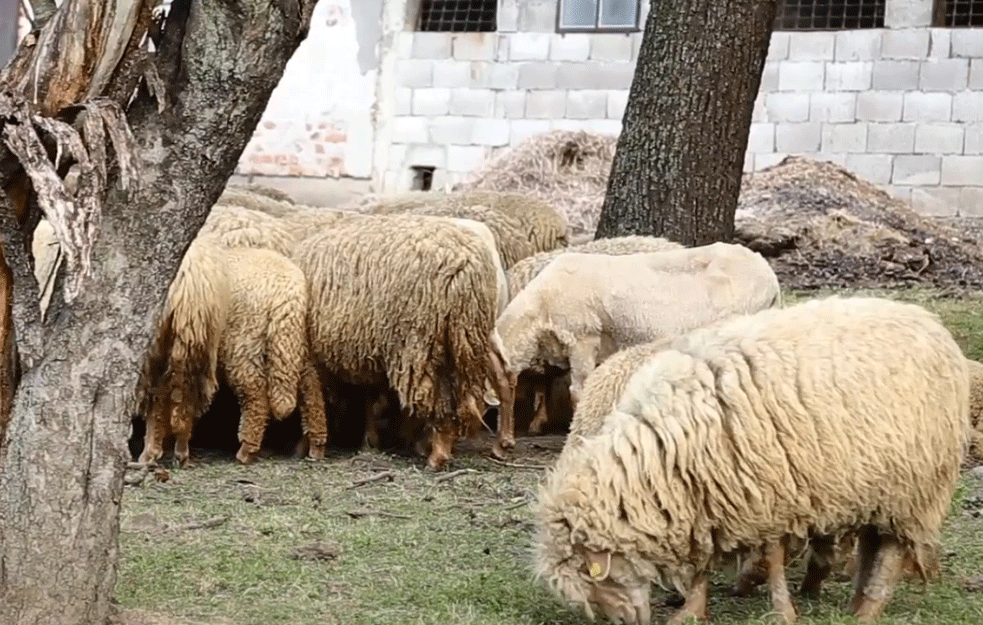 Vredi kao dobar stan u Beogradu (VIDEO)