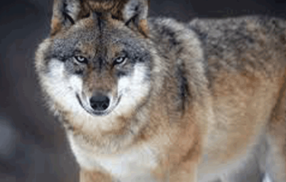 Drevni ljudi su uzgajali i trgovali prvim psima