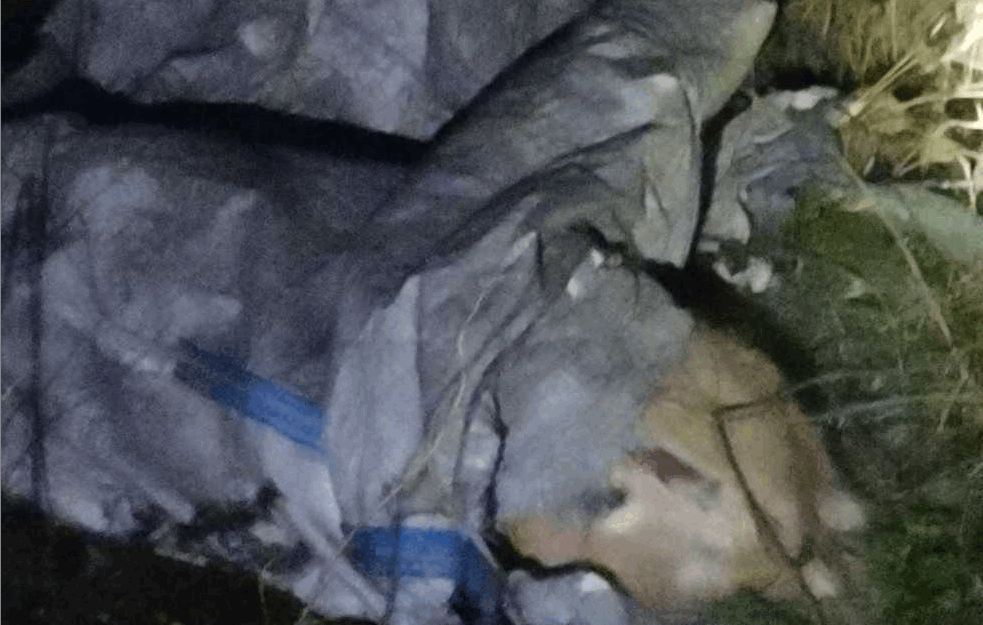 JEZIV PRIZOR NA ZVEZDARI: Poluraspadnut LEŠ SVINJE BAČEN PORED ŠETALIŠTA, zoohigijena NIJE MOGLA DA GA PODIGNE, zvali dizalicu! (FOTO)