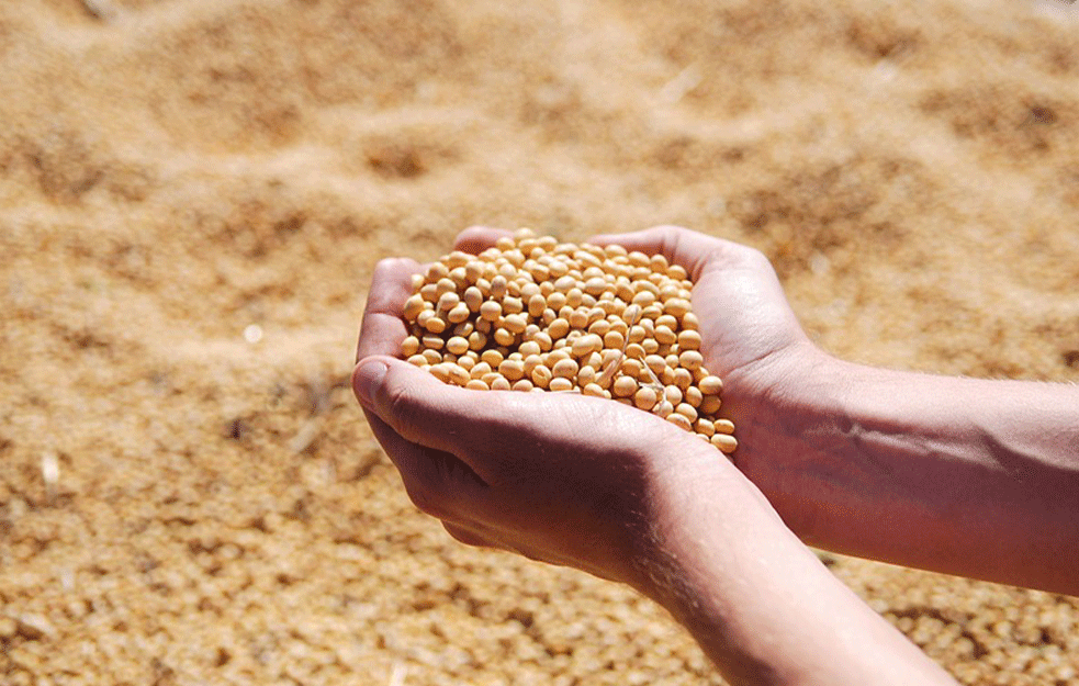 Kukuruz i soja poskupeli: Evo kako je prošla ovonedeljna Produktna berza