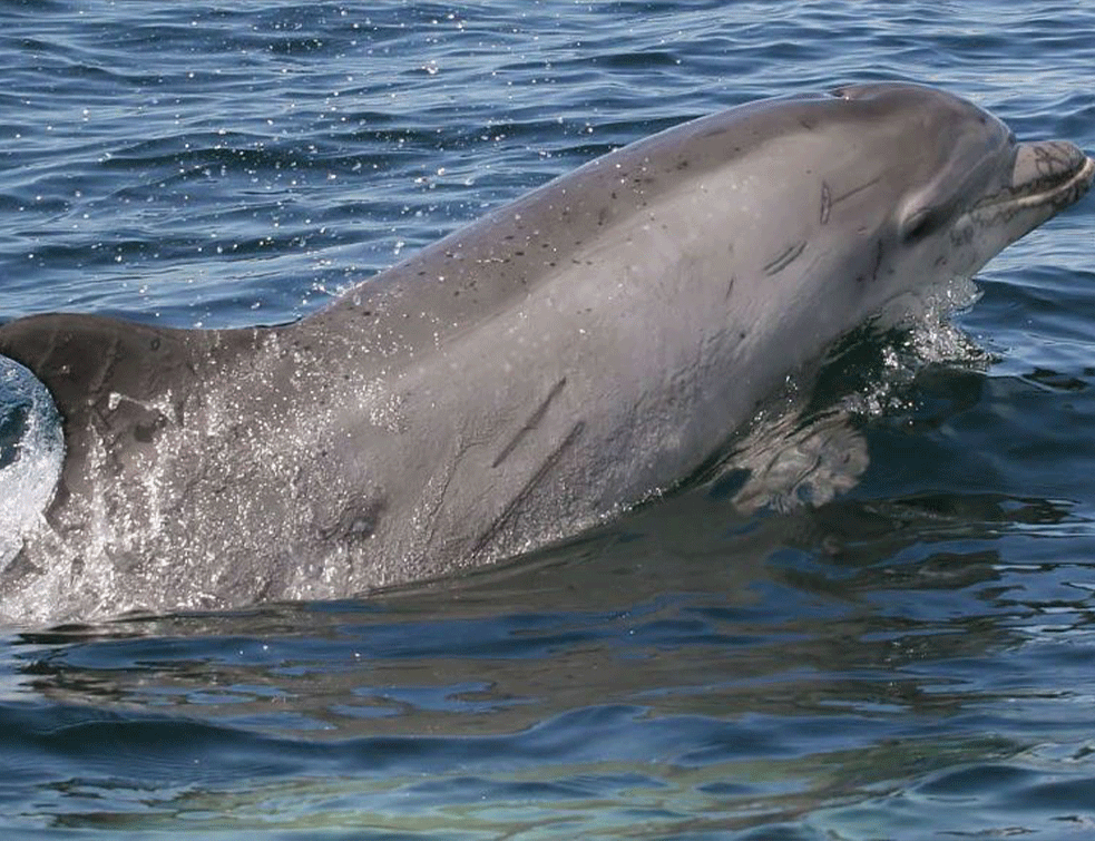 Delfin od 410 kg uskočio <span style='color:red;'><b>ribar</b></span>ima na čamac: 