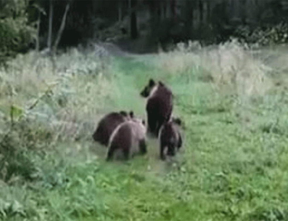 Uvećava se kolonija mrkih medveda u Srbiji: Osvanuo snimak mečke sa <span style='color:red;'><b>mladunci</b></span>ma (VIDEO)