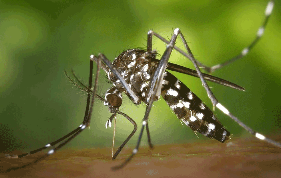 KAO DA KORONA NIJE DOVOLJNA: Pojavili se novi malarični KOMARCI, posledice mogu biti RAZORNE! 