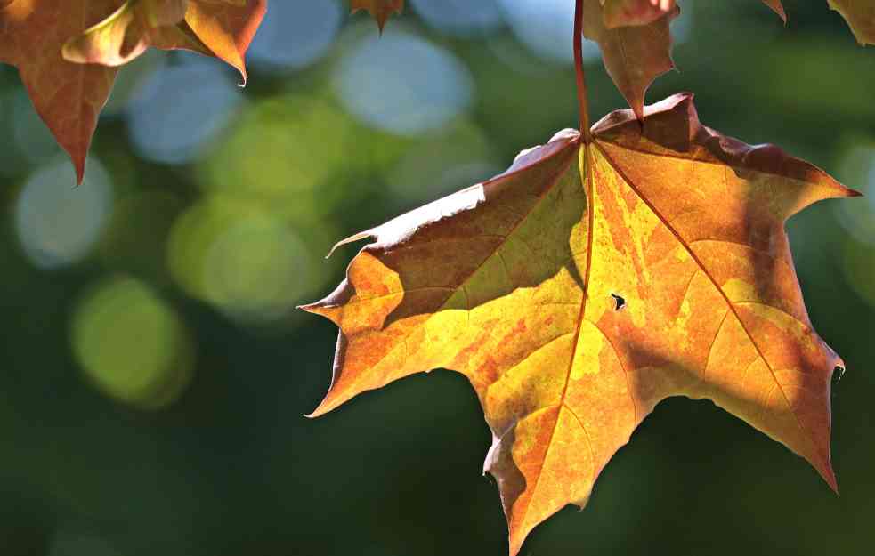 JUTRO MAGLOVITO, A TOKOM DANA SUNČANO VREME! Najviša temperatura do 15 stepeni