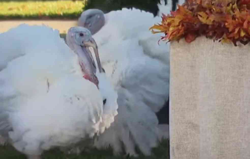 NASTAVIO TRADICIJU DANA ZAHVALNOSTI...Bajden „pomilovao“ dve ćurke: Umesto da se krčkaju i dalje će ih kljukati (VIDEO)