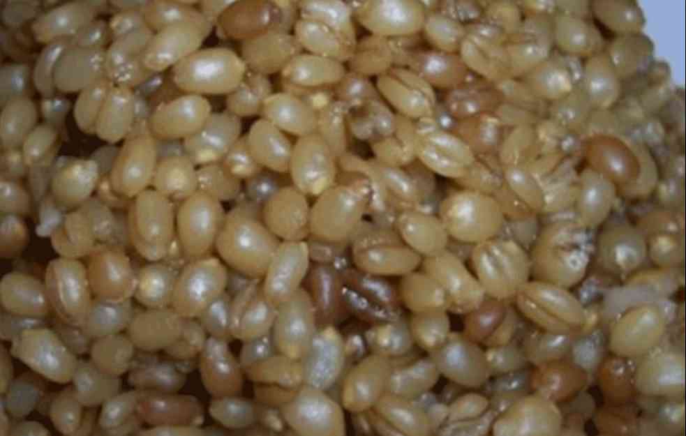 Lekovitost KUVANE PŠENICE kalorije i recept