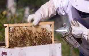 USPEH U PČELARSTVU JE MOGUĆ: Put od rojeva donesenih iz prirode do 100 košnica