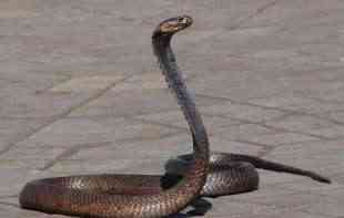 WWF: Videozapisi otkrili da je ambasador u Srbiji neprimereno uznemiravao anakondu i mravojeda