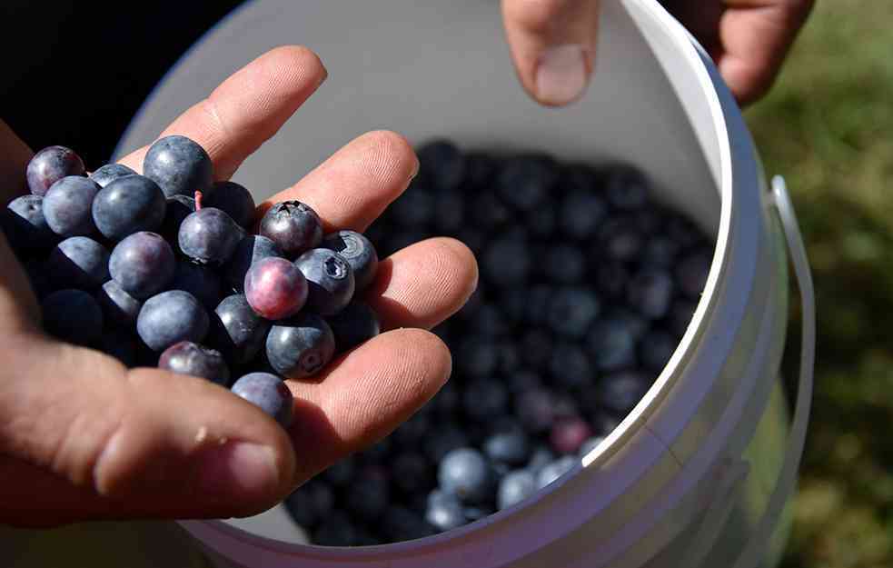 IZVOZ U KINU: Proizvođači borovnica i suvih šljiva iz Srbije zadovoljni mogućnošću izvoza tog voća 
