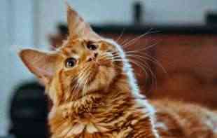 Obavezno čipovanje mačaka na Tajvanu: Kazne za vlasnike koji odbiju - oko 400 evra