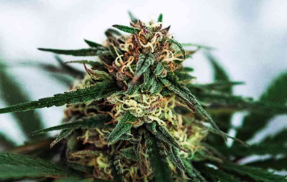 Kako marihuana utiče na zdravlje srca?