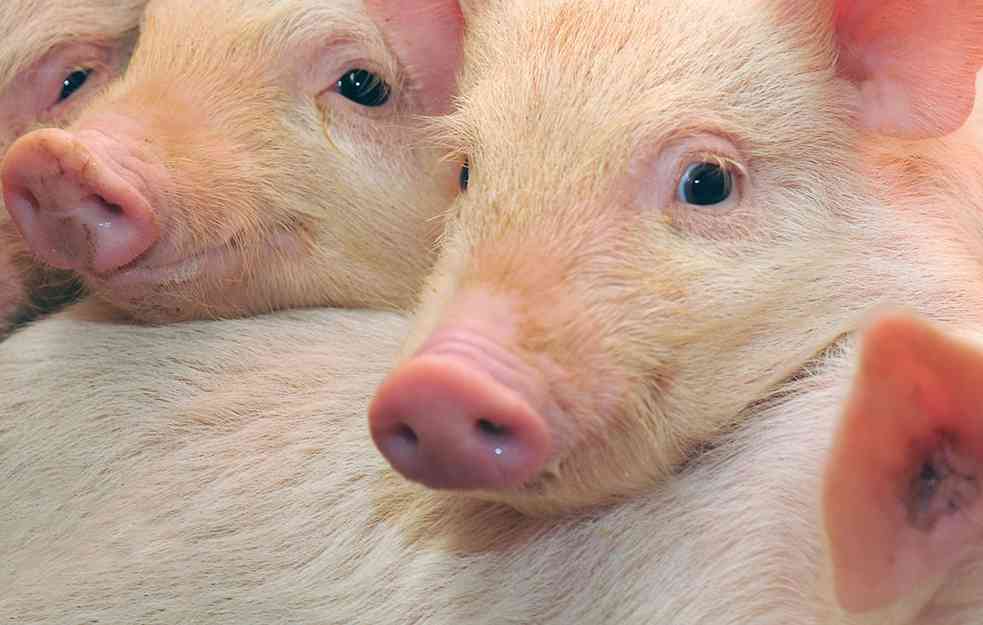 BIZNIS U VELIKOJ PLANI: Hrani svinje bananama pa prodaje pršut za 300 EUR 