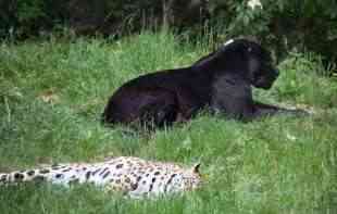 IZ ZAGREBAČKOG ZOO VRTA PORUČUJU: <span style='color:red;'><b>Crni panter</b></span> kao vrsta ne postoji