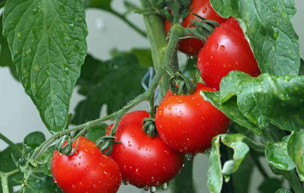 IDEALNO ZA PLODONOSNE BILJKE: Zalijte papriku, paradajz ili krastavac ovim rastvorom