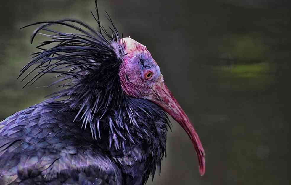 ŽIVOTINJE ZA PONOS: Ornitolozi na Vlasini otkrili dosad nezabeležene vrste ptica na jugu Srbije