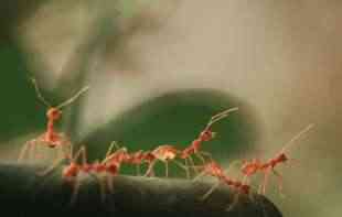 Mravi koji lažiraju svoju smrt radi samoodbrane