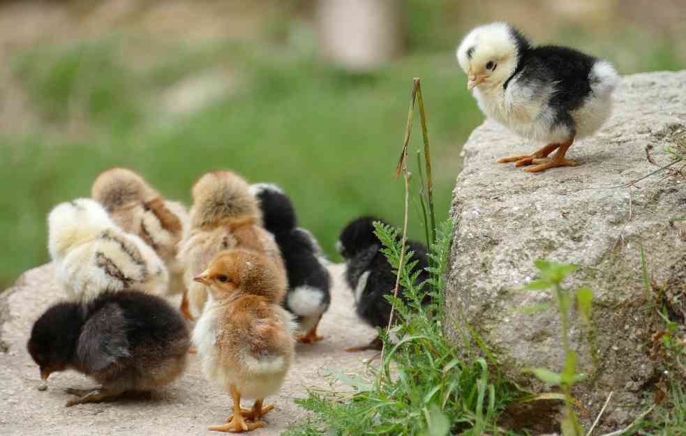 U hrani za piliće iz Srbije otkrivena salmonela
