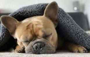 Prepoznajte da li je vašem psu hladno