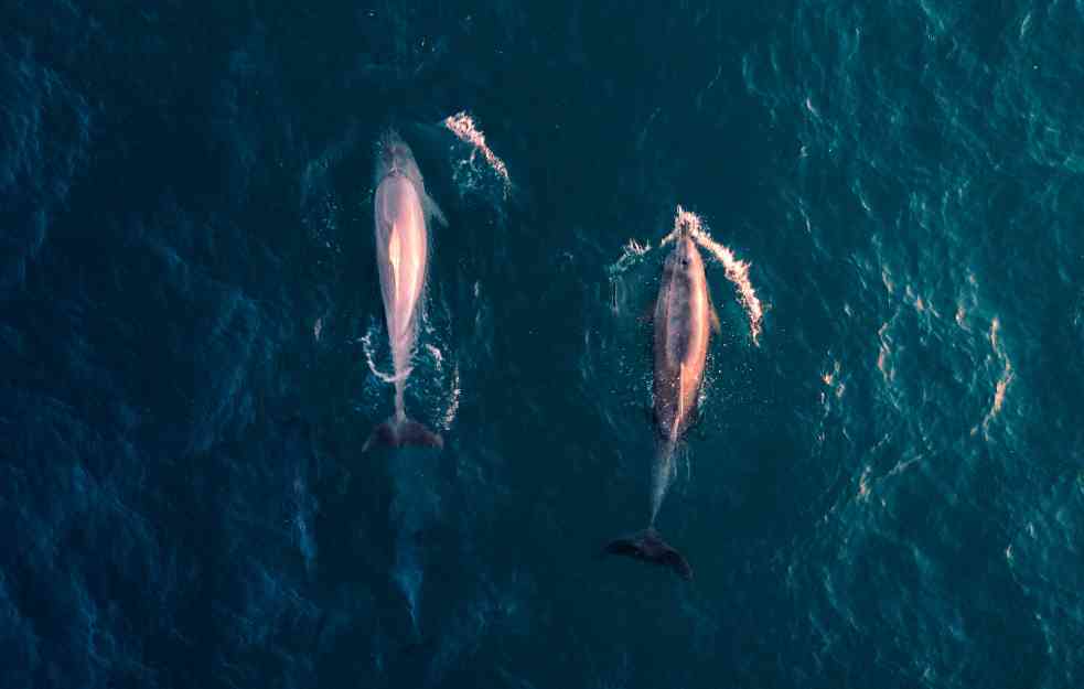 Viđen redak ružičasti delfin 