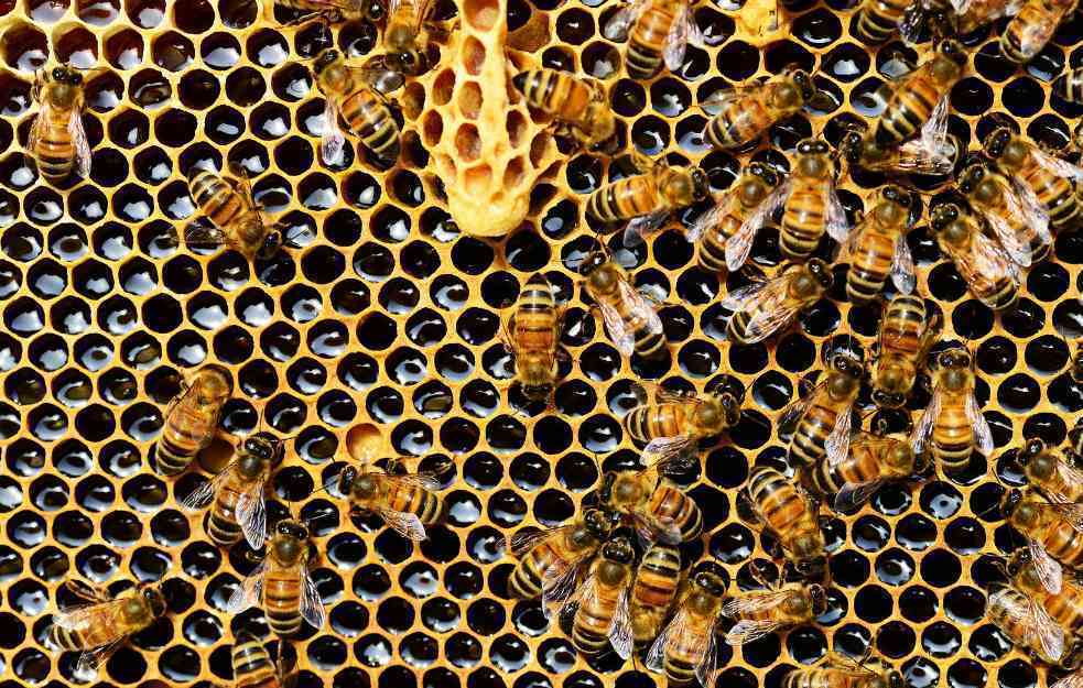 KAKVA JE CENA MEDA U PRODAVNICAMA? Pčelari tvrde da cena meda u otkupu prepolovljena