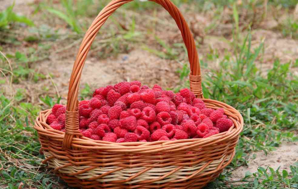 ČUDO: MALINE I U DECEMBRU – evo koja SORTA je u pitanju