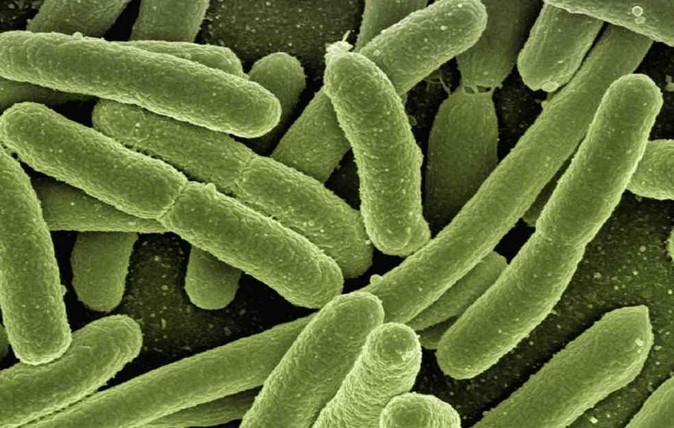 DUGOROČNA STUDIJA POKAZALA: Kako „dobre bakterije“ postaju otporne na antibiotike?