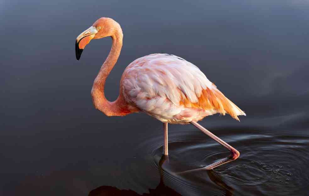 Flamingosi su ružičasti predatori (VIDEO)